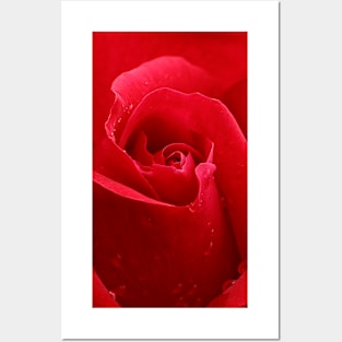 In the Heart of a Red Rose Posters and Art